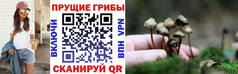 Псилоцибиновые грибы Psilocybe  Ярцево 